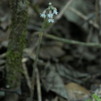 Cheirostylis flabellata (A.Rich.) Wight